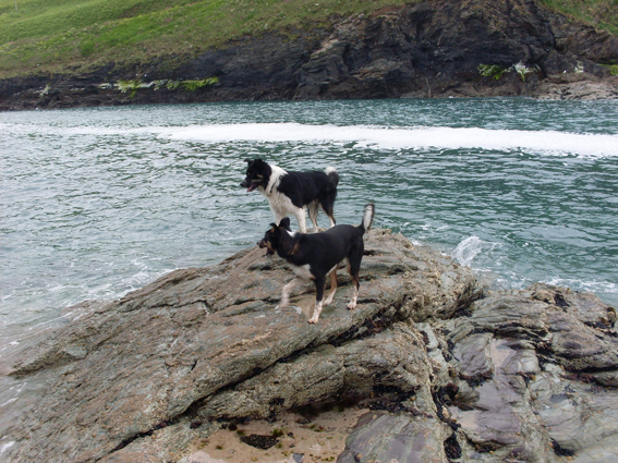 Beach Patrol