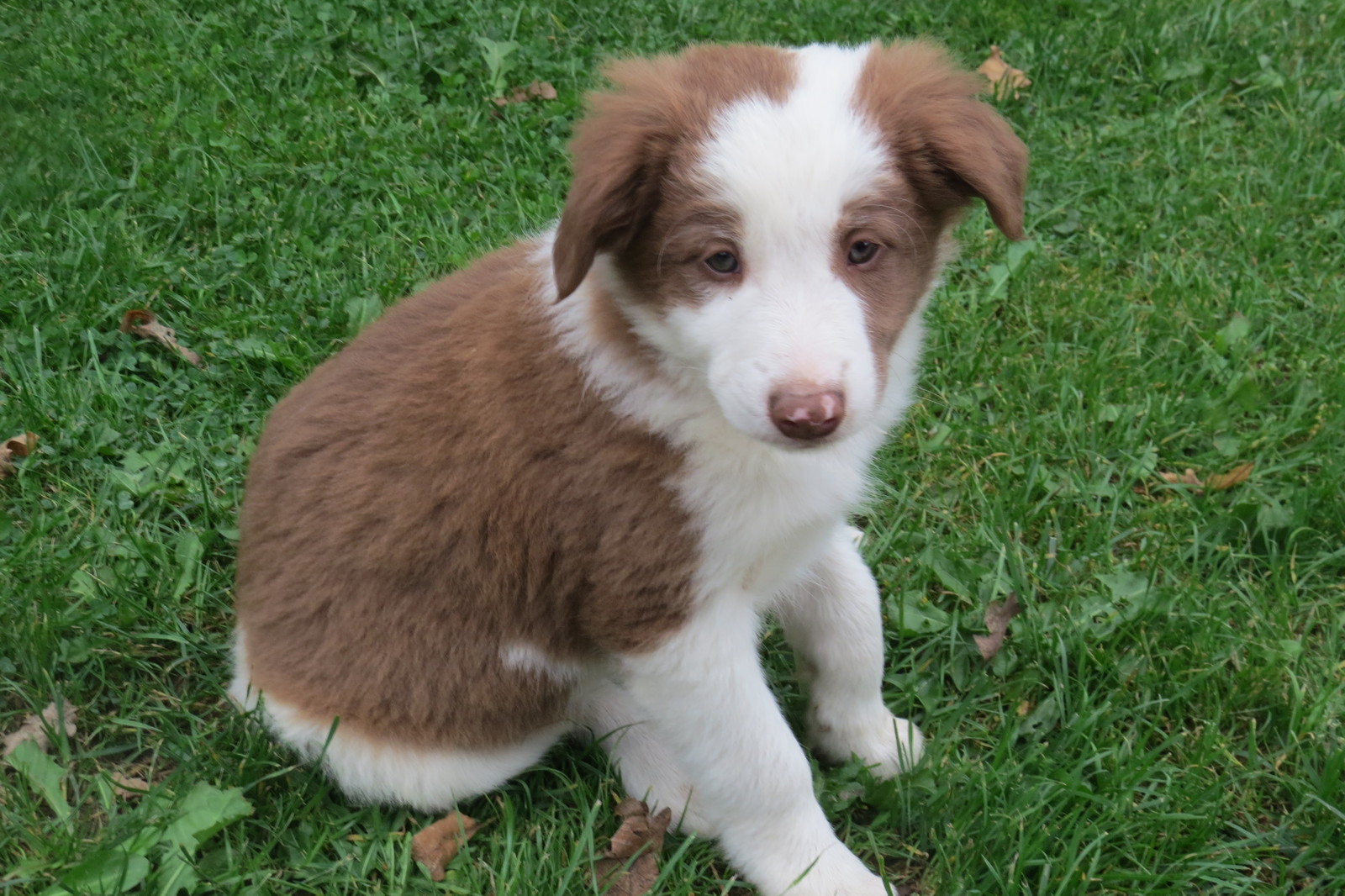Sammy