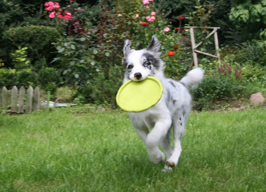 Chii+frisbee=jupiii :D